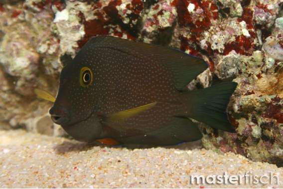 Gold-ring Bristletooth Surgeonfish