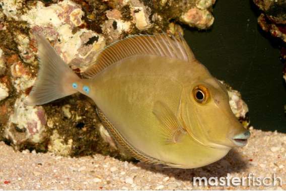 Blacktongue Unicornfish