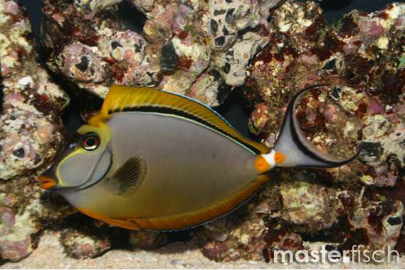 Indian Orange-spine Unicornfish