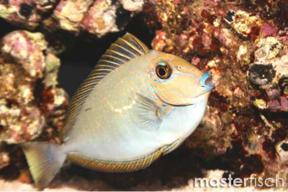 Lopezi Unicornfish