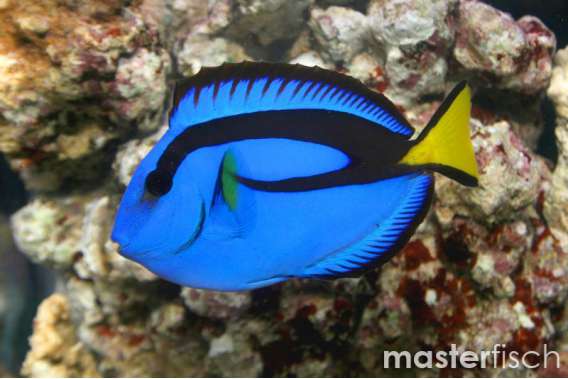 Blue Tang