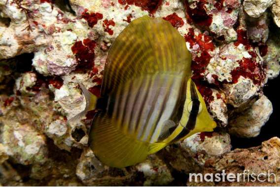 Desjardin's sailfin tang