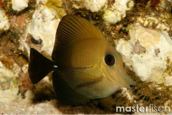 Brown Sailfintang Adult (bred)