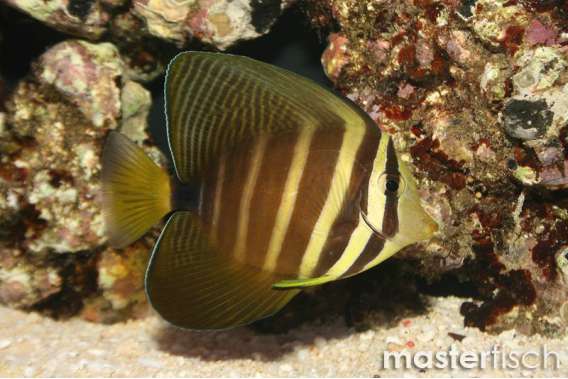 Pacific Sailfintang