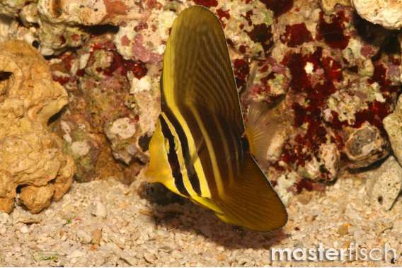Pacific Sailfintang Juvenile (bred)