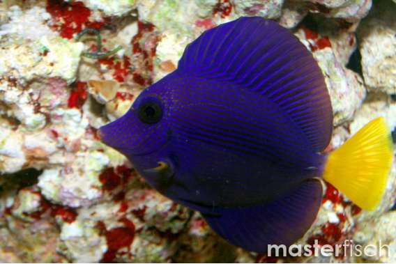 Yellowtail tang