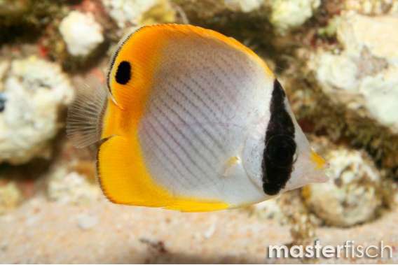 Bantayan Butterflyfish