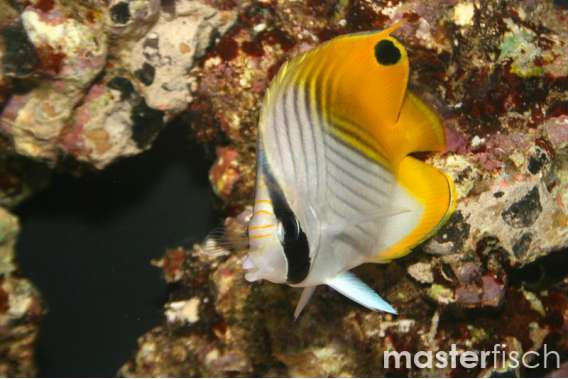 Threadfin Butterflyfish