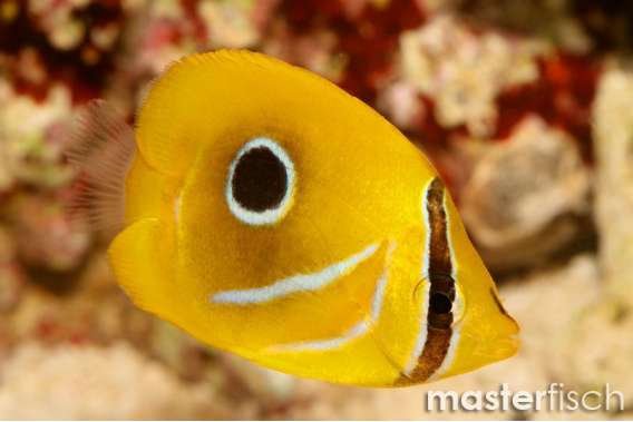 Bennett'S Butterflyfish