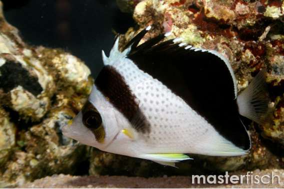 Burges's Butterflyfish