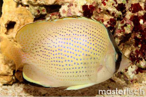 Citron Butterflyfish