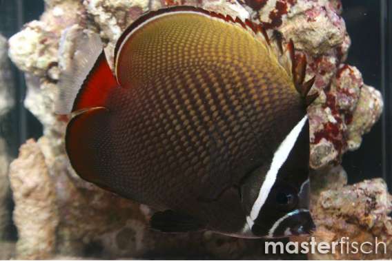 Red-Tailed Butterflyfish