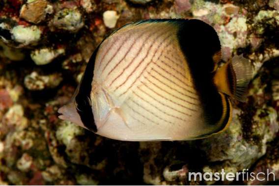 Black-Finned Butterflyfish
