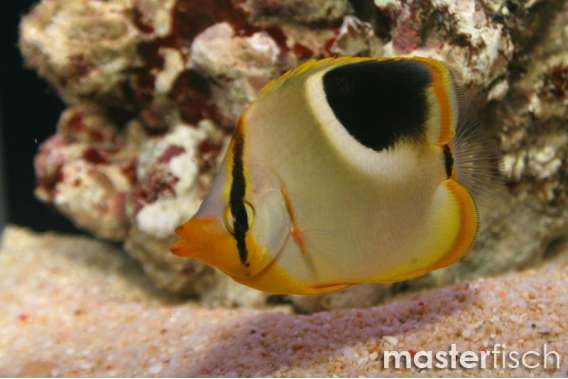 Saddleback Butterflyfish