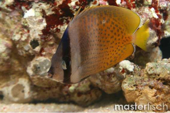 Klein's Butterflyfish