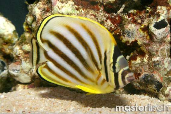 Meyer's Butterflyfish