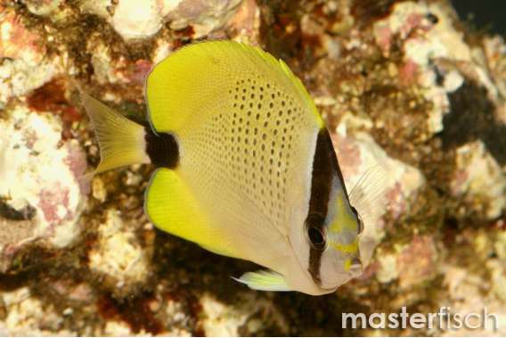 Millet butterflyfish