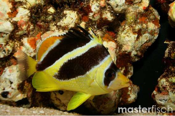 Indian butterflyfish