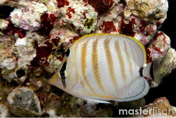 Hawaii Butterflyfish