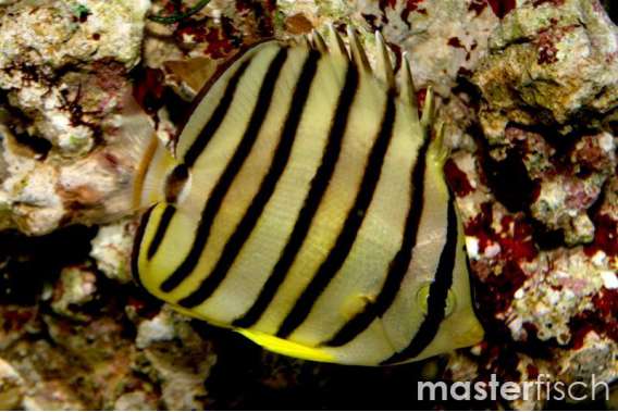 Eight-Stripe Butterflyfish