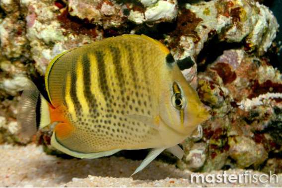 Spot-Band Butterflyfish
