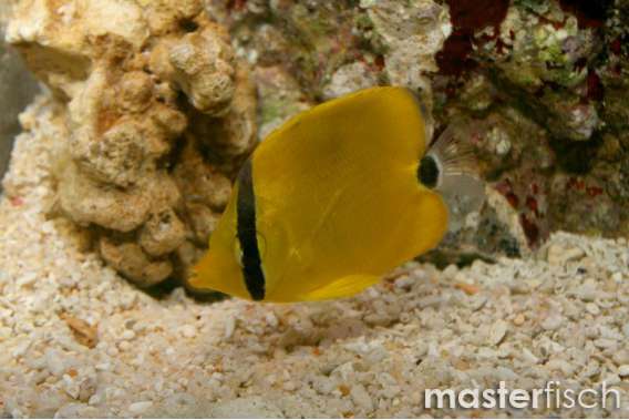 Decorated Butterflyfish