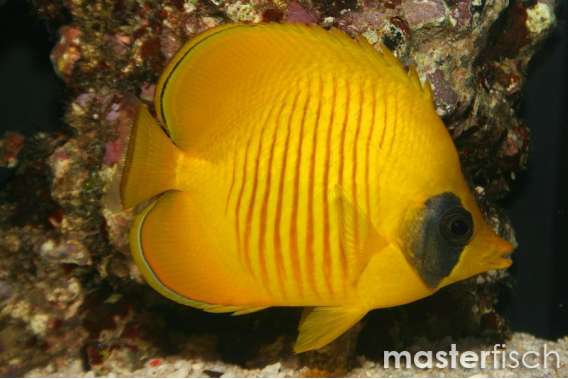 Bluecheek butterflyfish