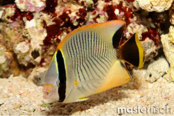 Chevron Butterflyfish