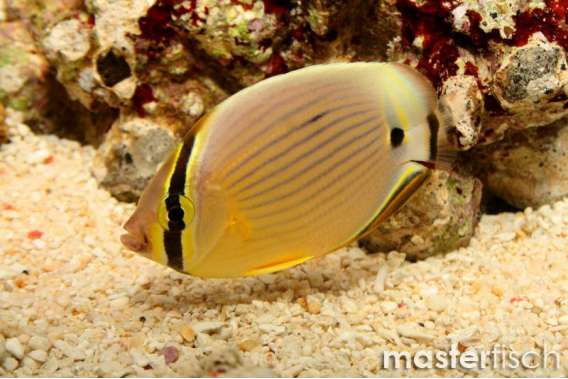 Melon Butterflyfish