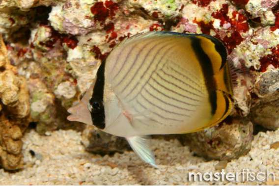 Vegabond Butterflyfish
