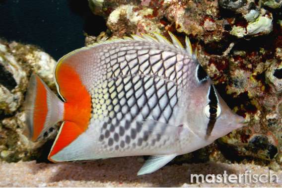 Pearlscale butterflyfish