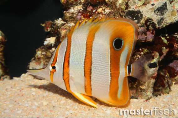 Copperband Butterflyfish