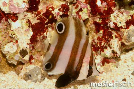 Golden-Girdled Butterflyfish