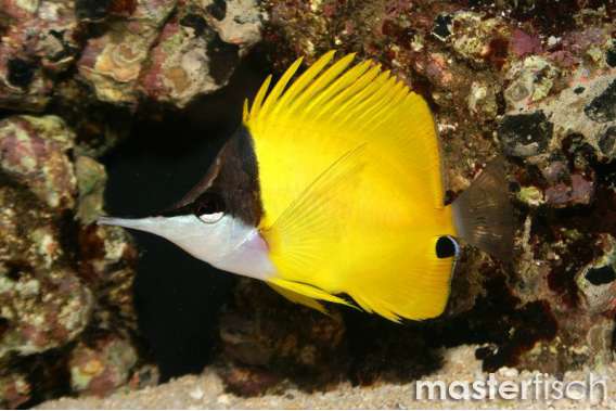 Long-Nosed Butterflyfish
