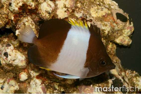 Brown-And-White Butterflyfish
