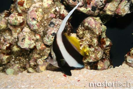Longfin Bannerfish