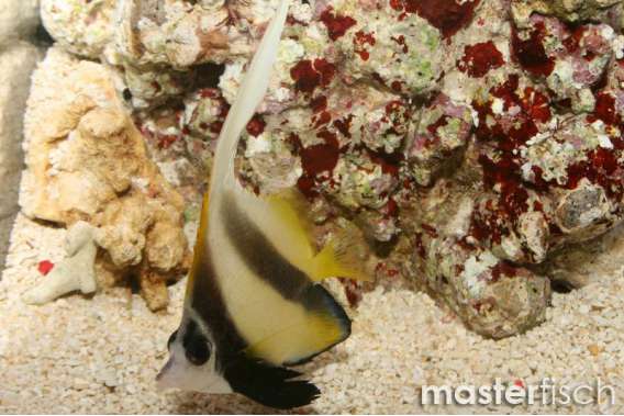 Red Sea bannerfish