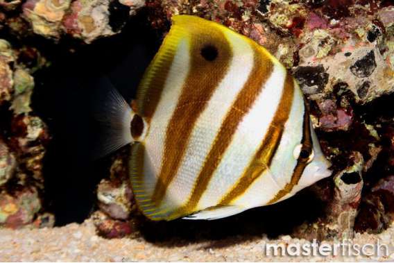 False Bat Butterflyfish