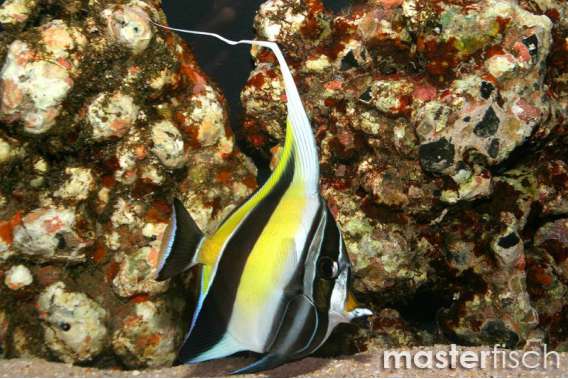Moorish idol Hawaii