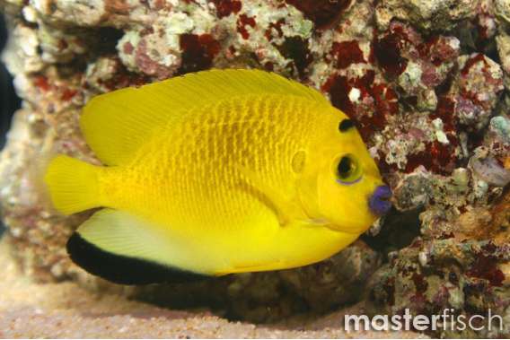 Three-spot Angelfish