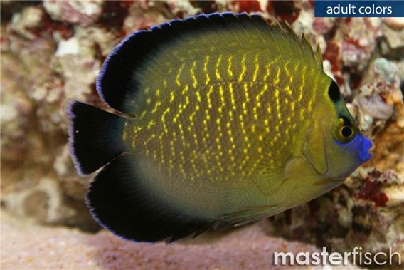 Goldspotted angelfish