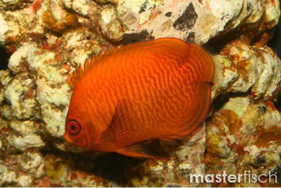 Golden Angelfish