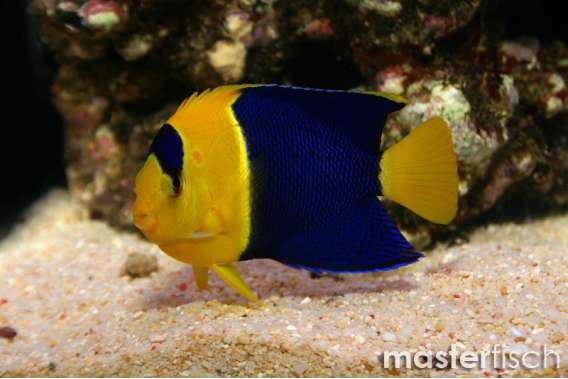 Bicolor Angelfish