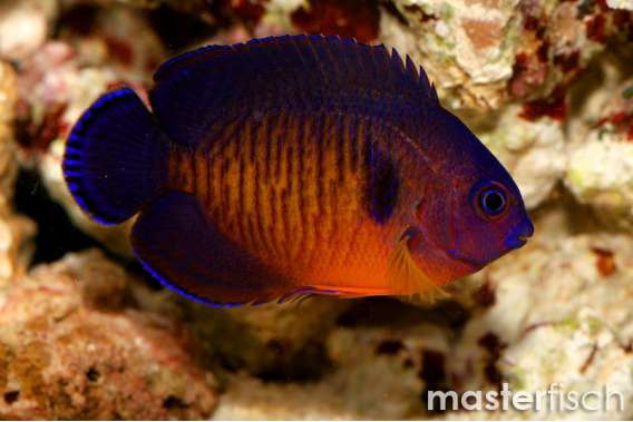 Coralbeauty Angelfish