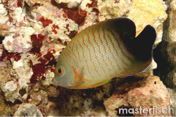 Eibli's Angelfish