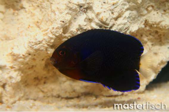 White-tail Angelfish