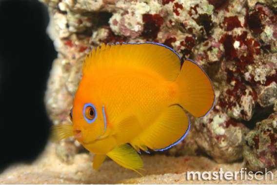 Lemonpeel Angelfish