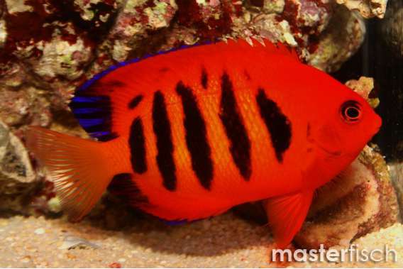 Flame Angelfish