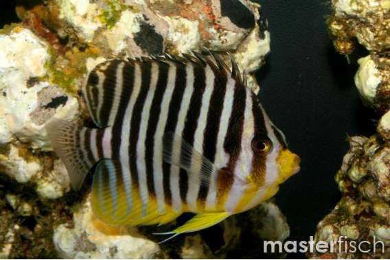 Barred Angelfish