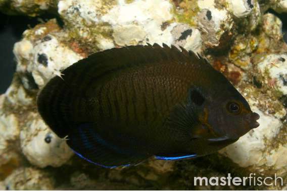 Dusky angelfish